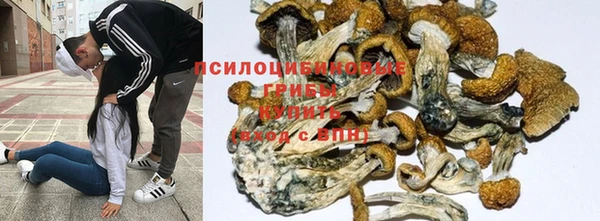 стафф Корсаков